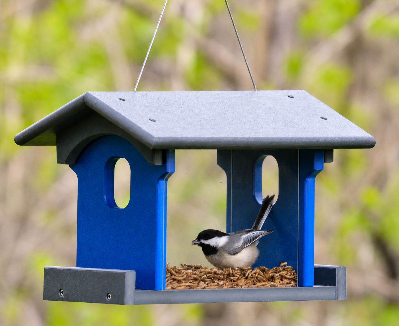 Amish-Made Bluebird Mealworm Feeder