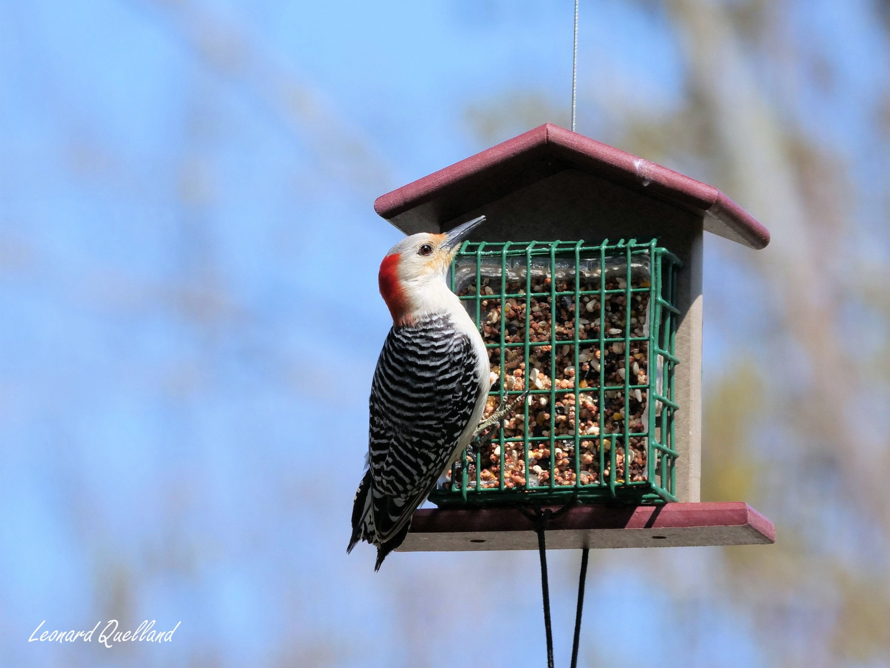 Amish-Made Double Suet Bird Feeder