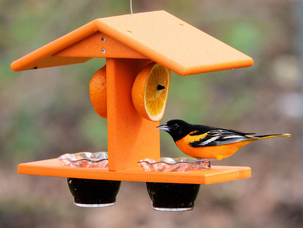 Amish-Made Double-Cup Oriole Jelly & Orange Bird Feeder