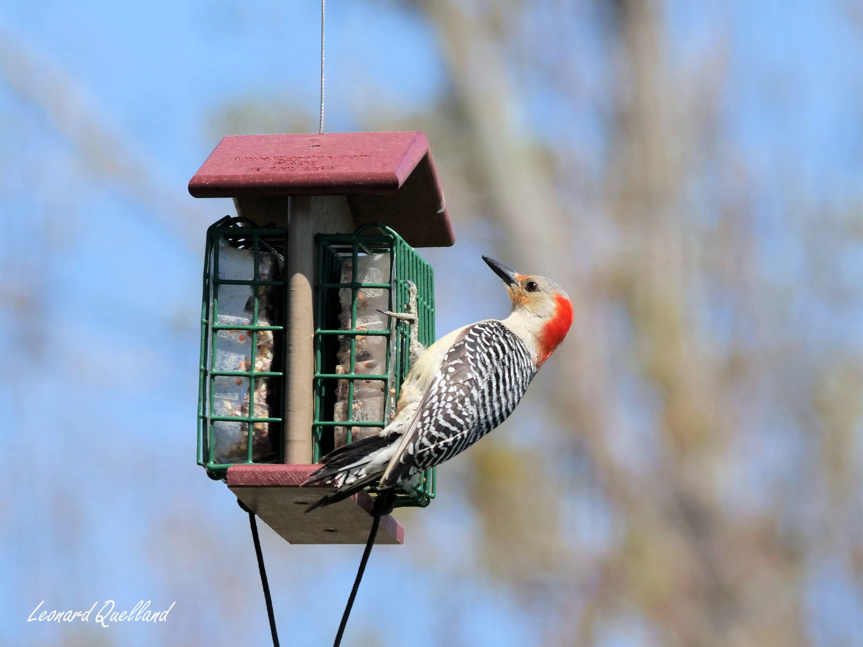 Amish-Made Double Suet Bird Feeder