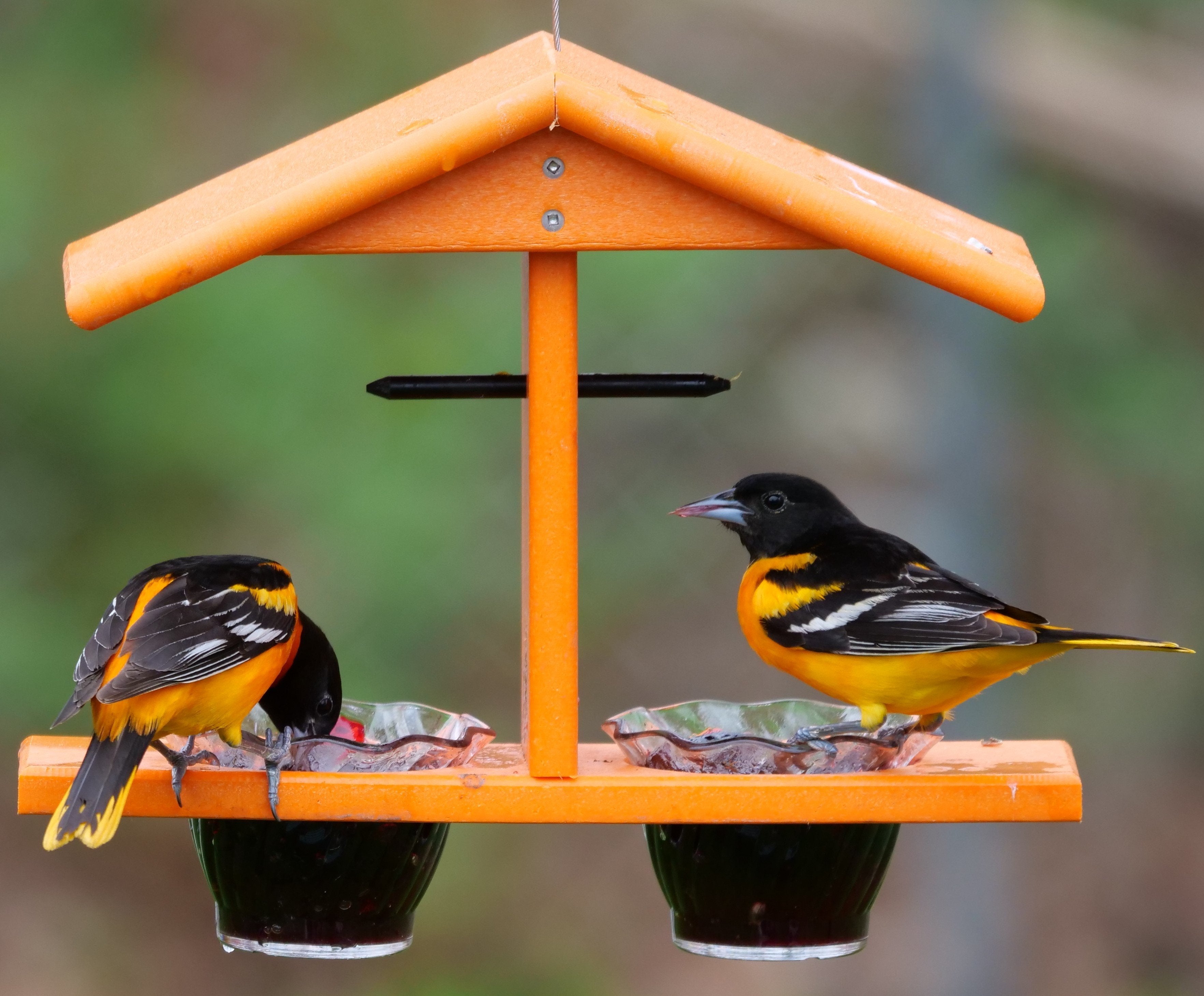 Amish-Made Double-Cup Oriole Jelly & Orange Bird Feeder