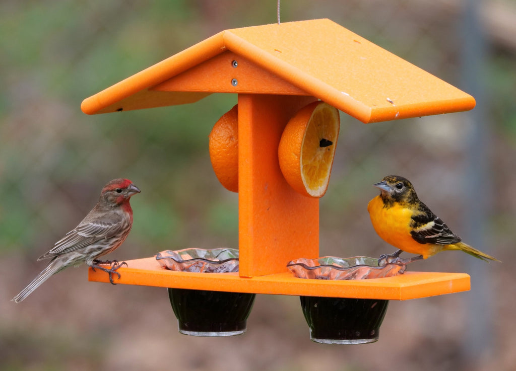 Amish-Made Double-Cup Oriole Jelly & Orange Bird Feeder