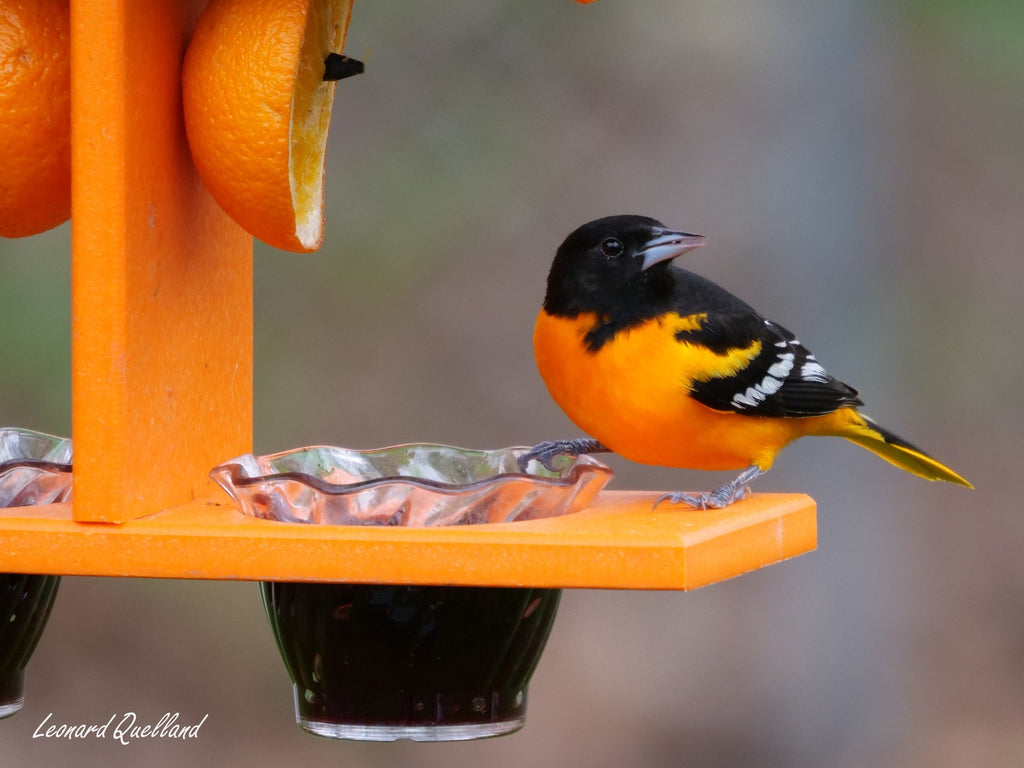 Amish-Made Double-Cup Oriole Jelly & Orange Bird Feeder