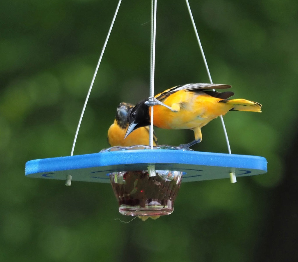 Amish-Made Oriole Jelly Feeder