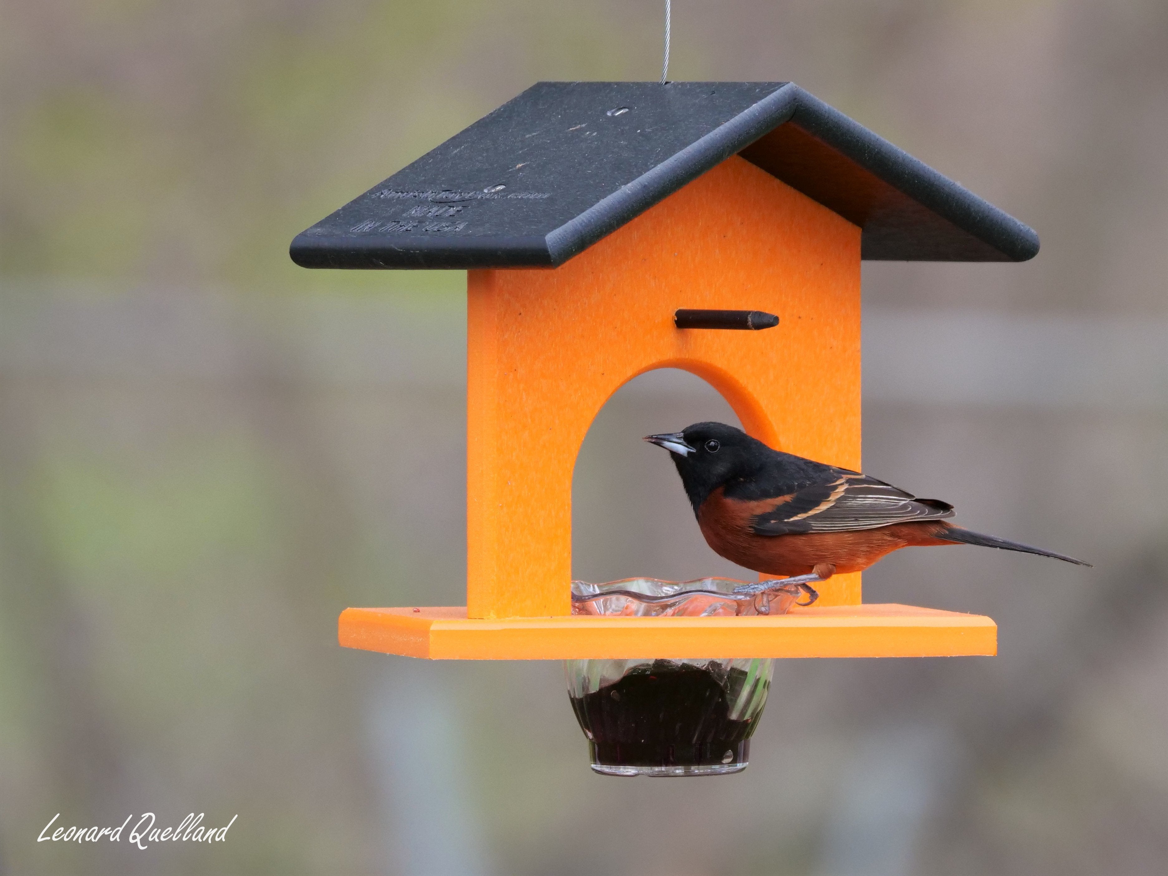 Amish-Made Oriole Jelly & Orange Bird Feeder