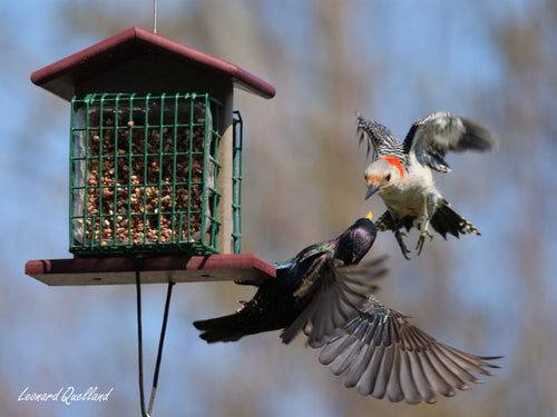 Amish-Made Double Suet Bird Feeder
