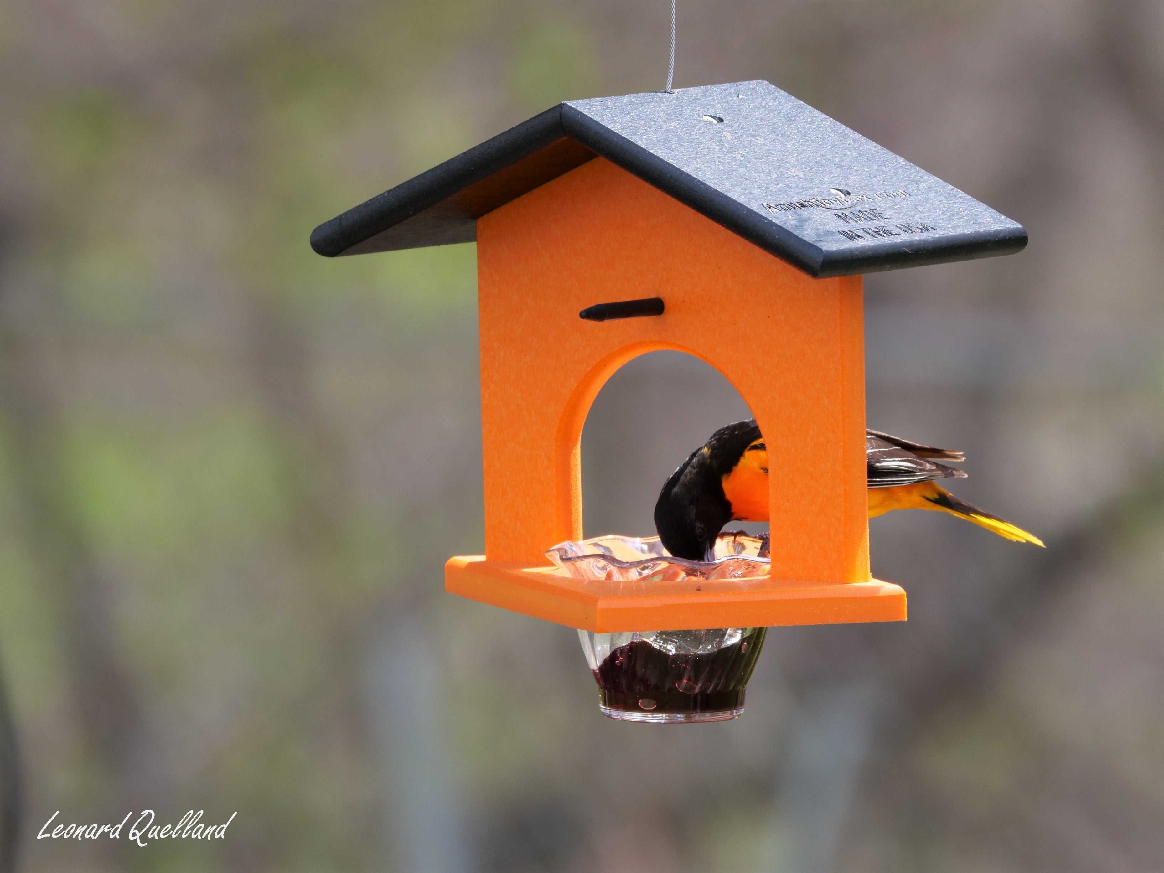 Amish-Made Oriole Jelly & Orange Bird Feeder