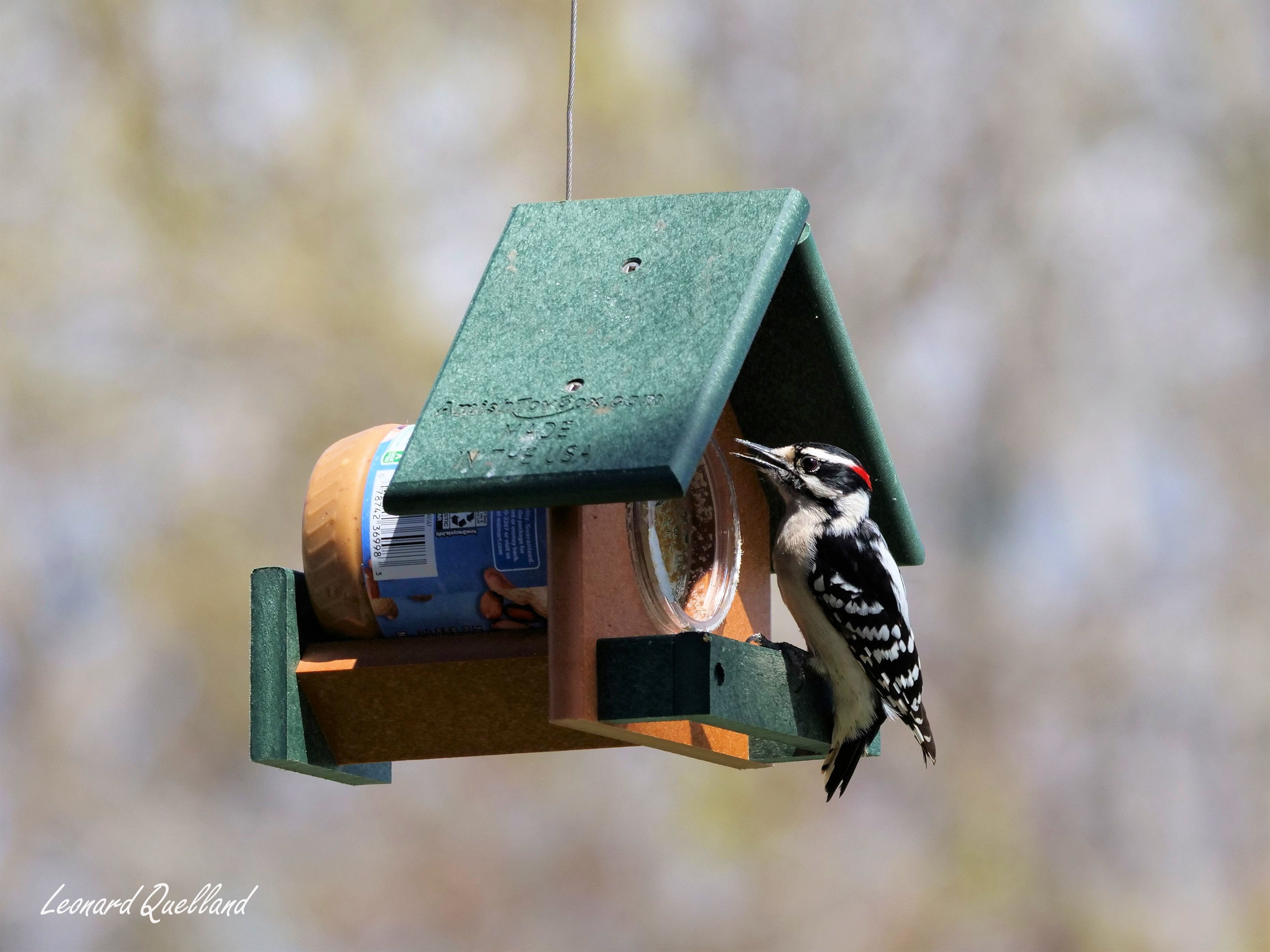 Amish-Made Peanut Butter Bird Feeder