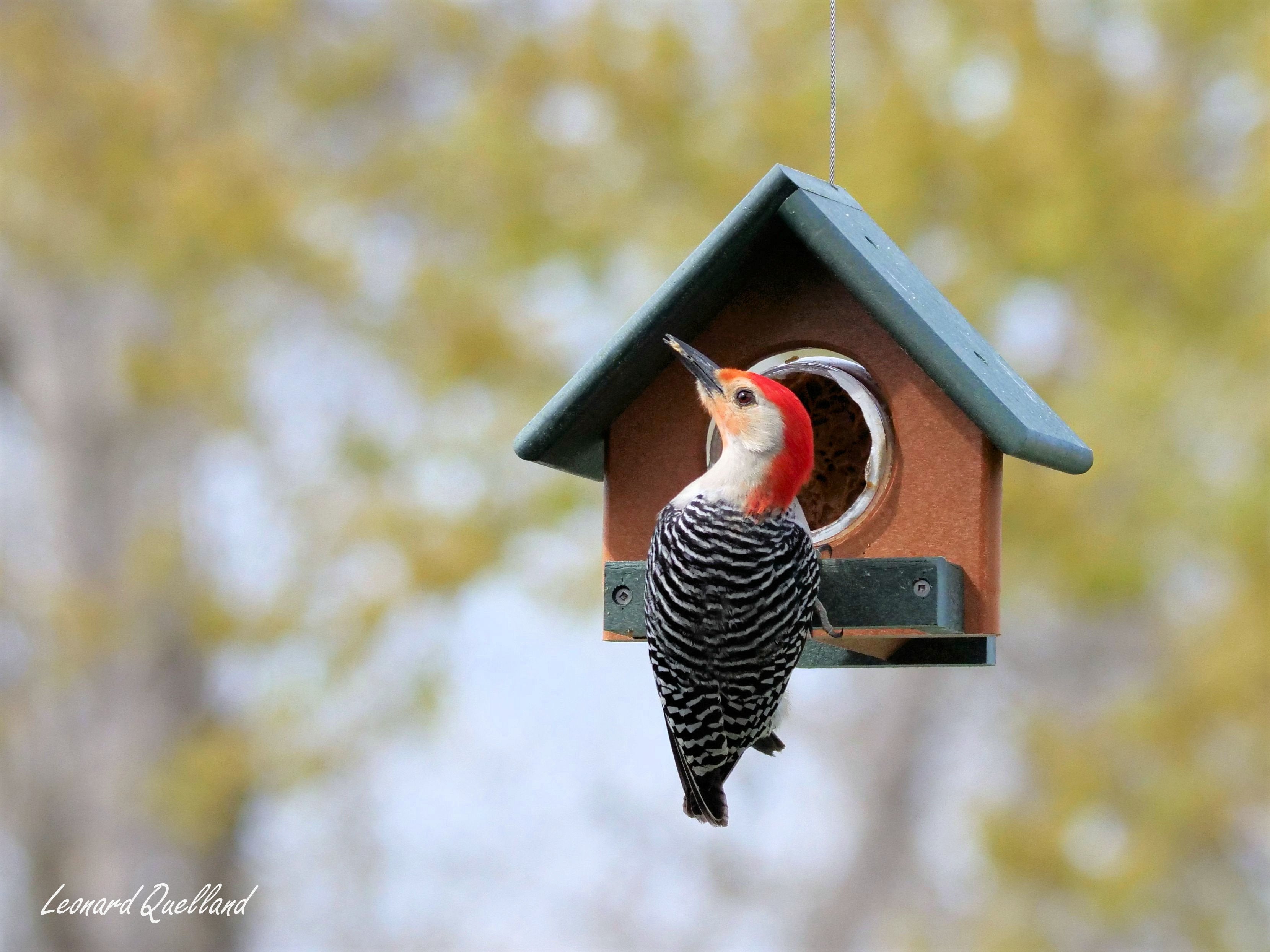 Amish-Made Peanut Butter Bird Feeder