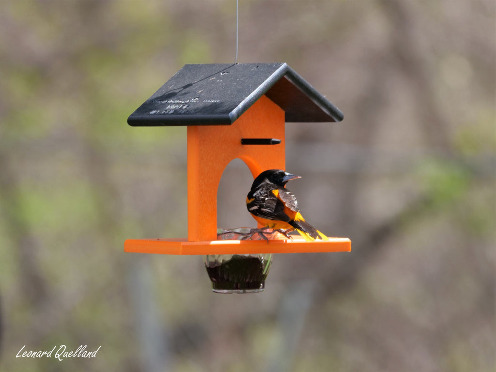 Amish-Made Oriole Jelly & Orange Bird Feeder