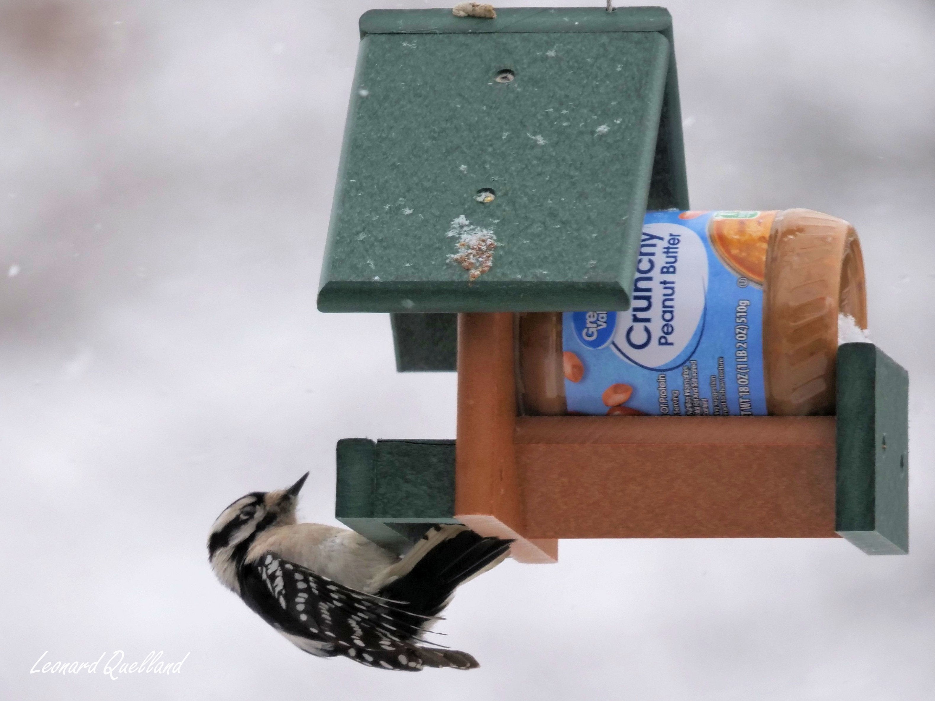Amish-Made Peanut Butter Bird Feeder