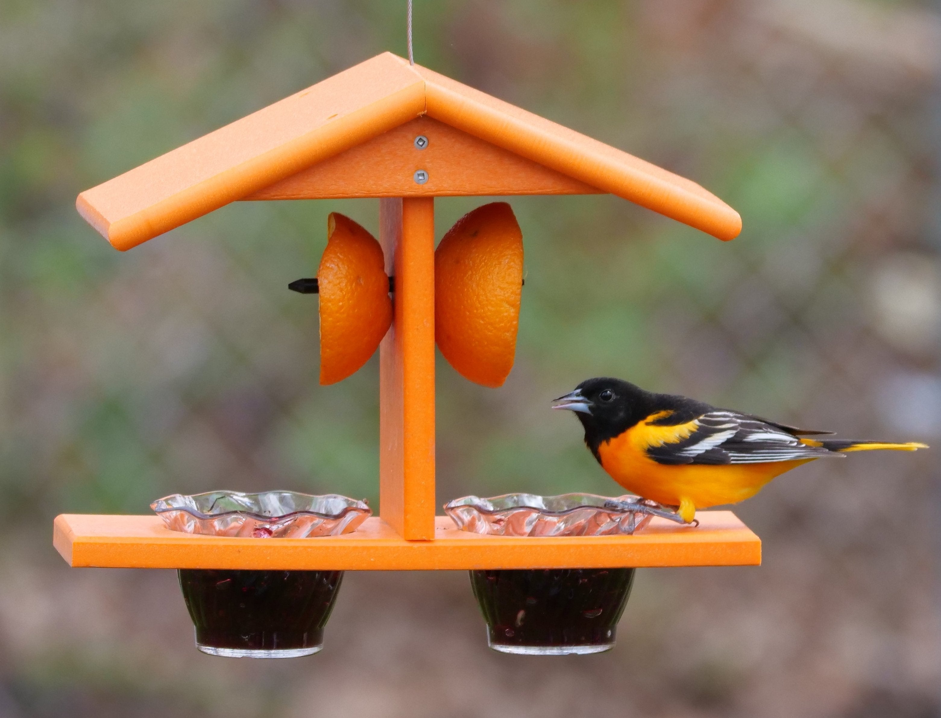 Amish-Made Double-Cup Oriole Jelly & Orange Bird Feeder