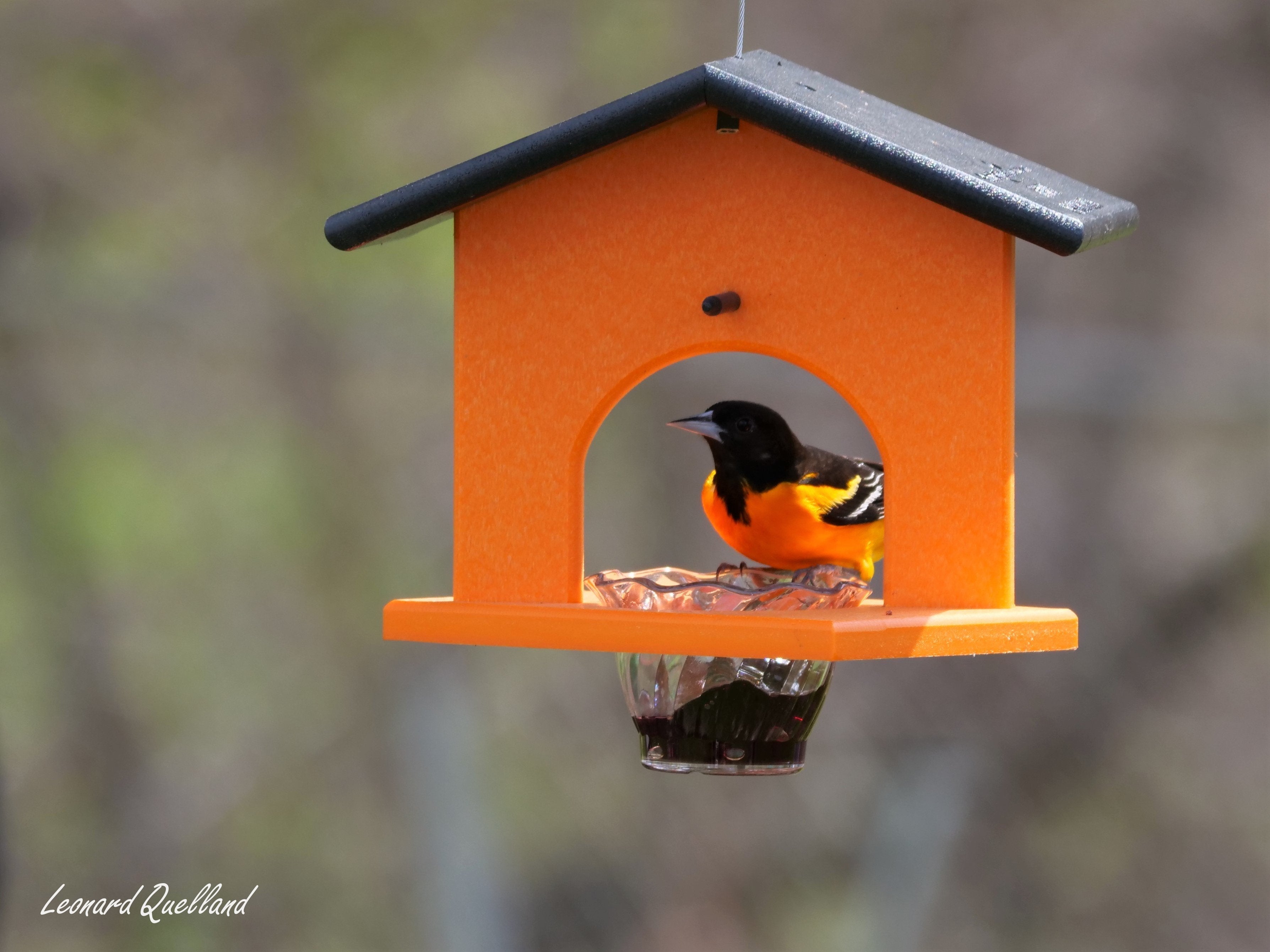 Amish-Made Oriole Jelly & Orange Bird Feeder