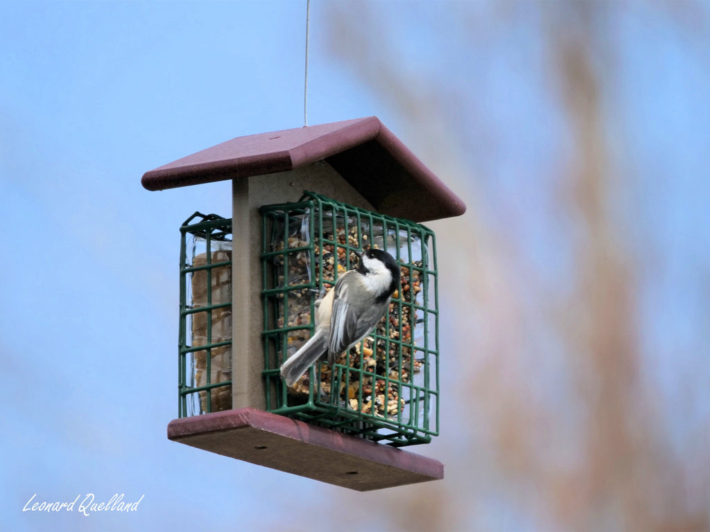 Amish-Made Double Suet Bird Feeder