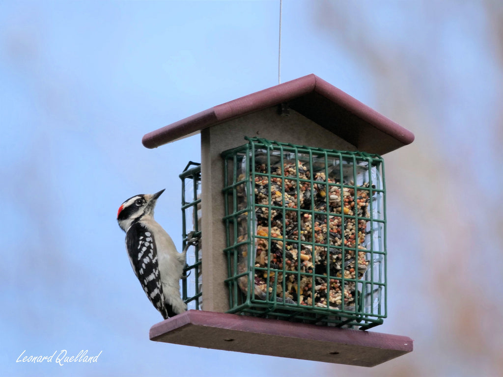 Amish-Made Double Suet Bird Feeder