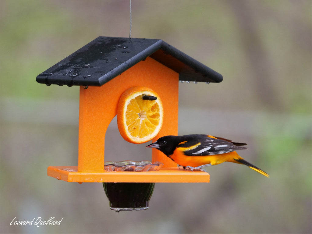 Amish-Made Oriole Jelly & Orange Bird Feeder