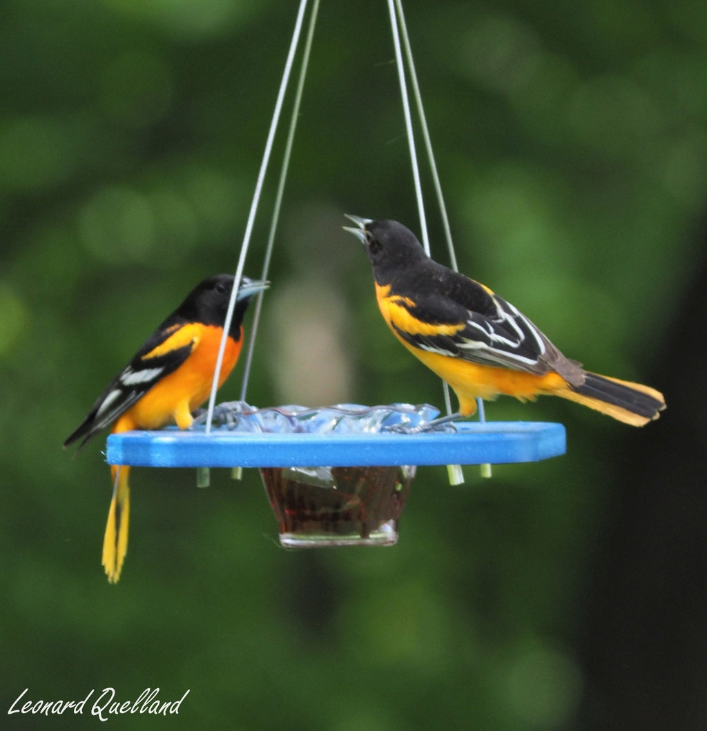 Amish-Made Oriole Jelly Feeder